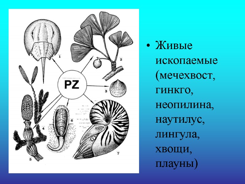Живые ископаемые (мечехвост, гинкго, неопилина, наутилус, лингула, хвощи, плауны)